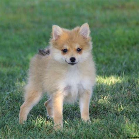 pomchi puppy for sale|pomchi breeders near me.